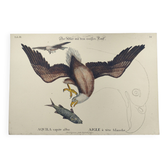 Gravure ancienne oiseau -Aigle- Planche pédagogique vintage de Seligmann & Catesby