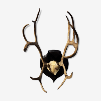 Deer wood trophy on crest