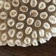 Ancient white coral