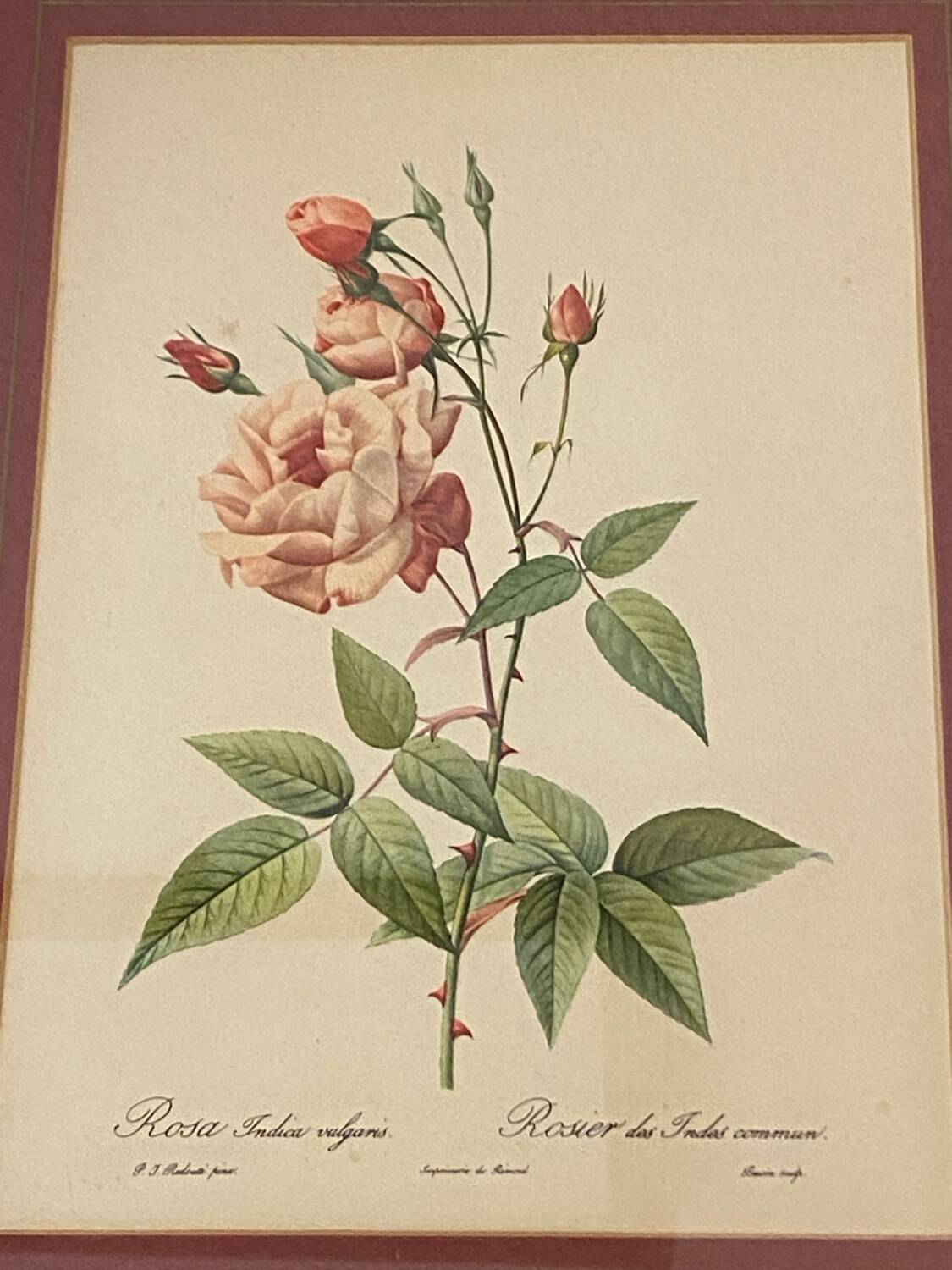 Botanical poster, P-J Redouté, brass frame