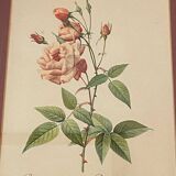 Botanical poster, P-J Redouté, brass frame