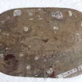 Fossil natural stone top