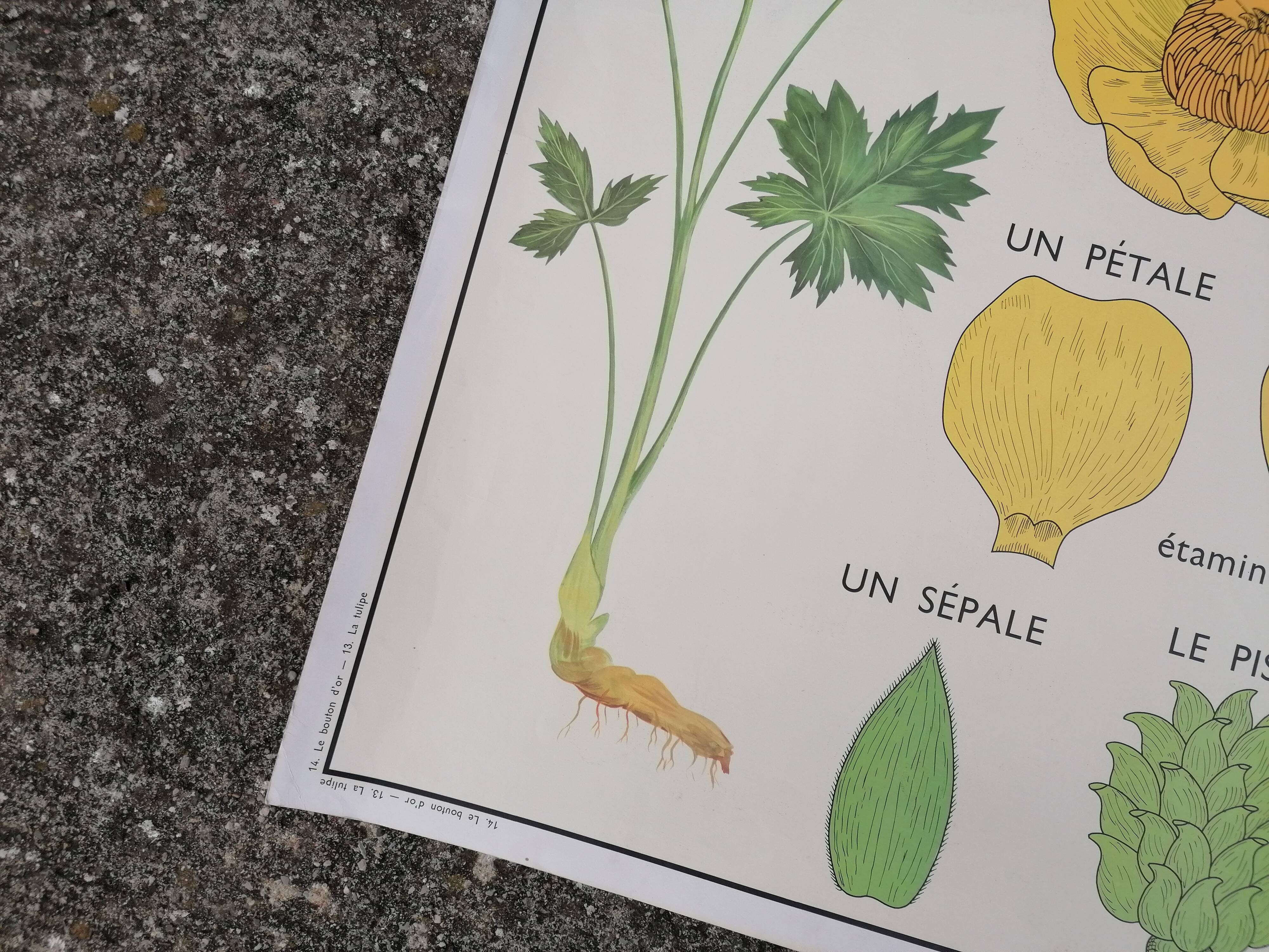 Vintage rossignol school educational poster - the tulip and the golden button