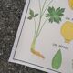 Vintage rossignol school educational poster - the tulip and the golden button