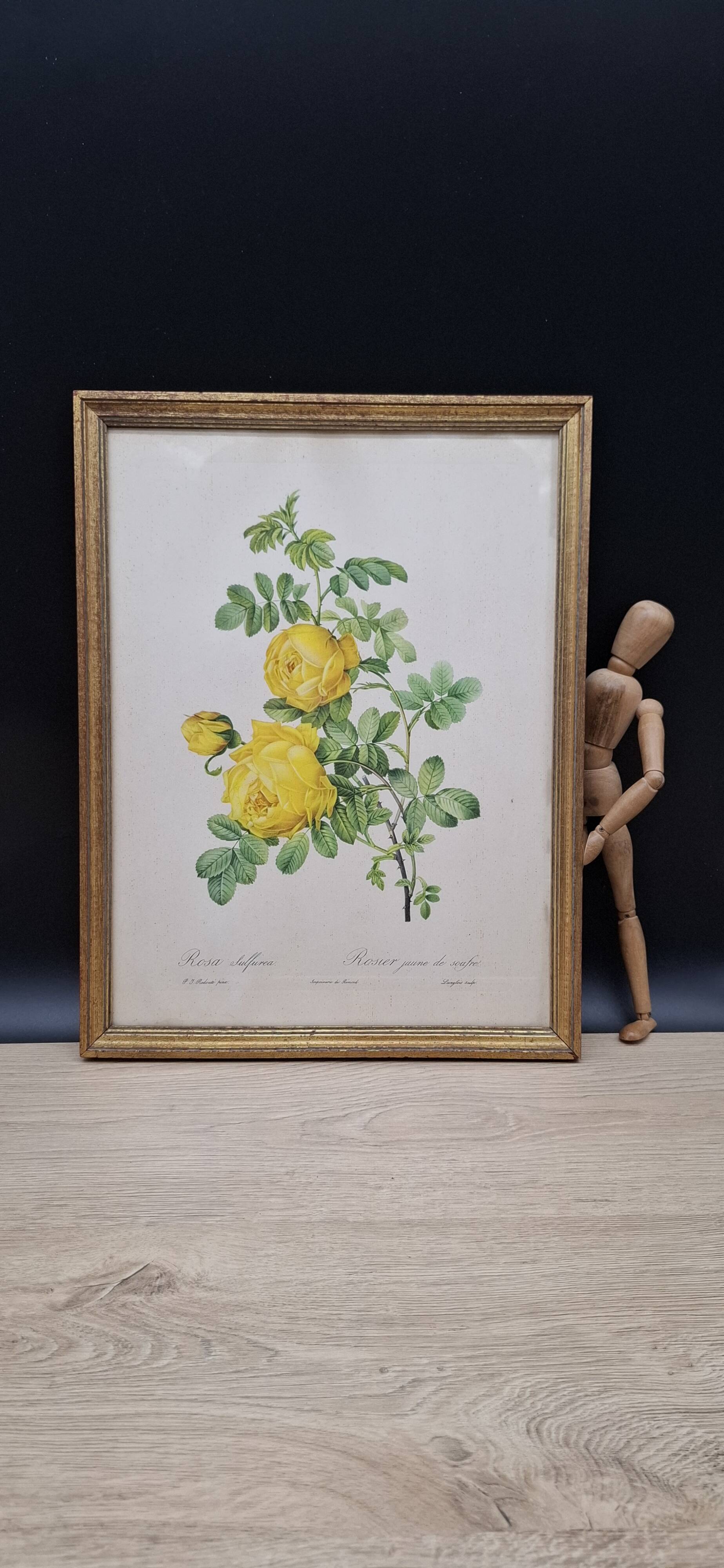 Botanical lithograph Yellow Sulphur Rose PJ Redouté