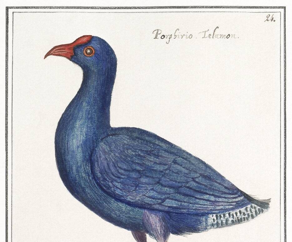 Affiche sur la poule sultane, d'après une gravure ancienne de 1610