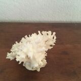 Ancient corals