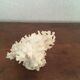 Ancient corals