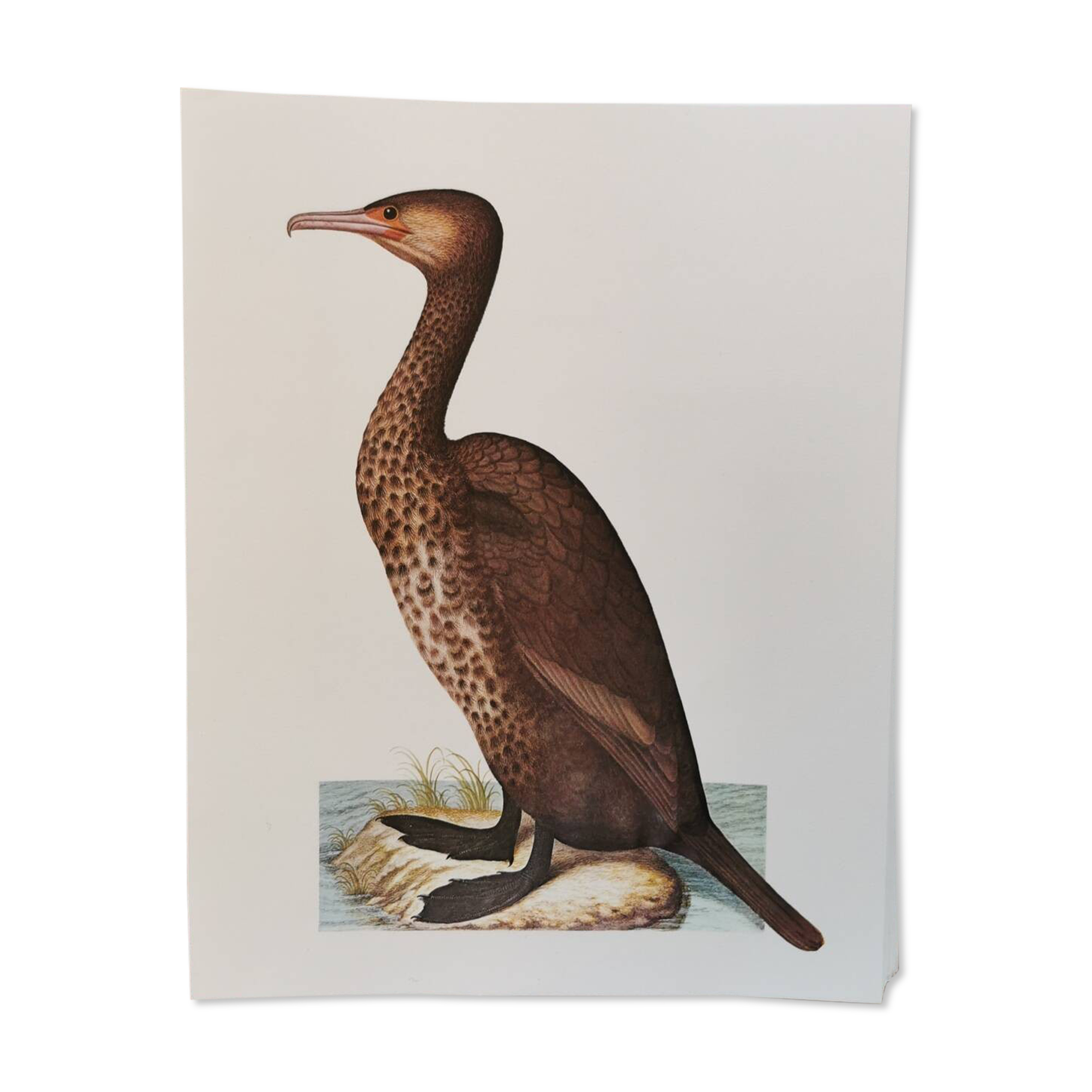 Cormorant zoological board