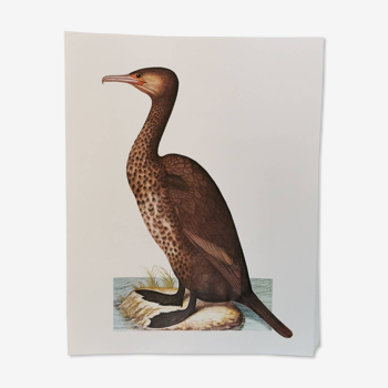 Cormorant zoological board