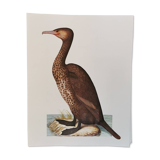 Cormorant zoological board