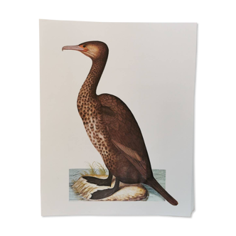 Planche zoologique cormoran