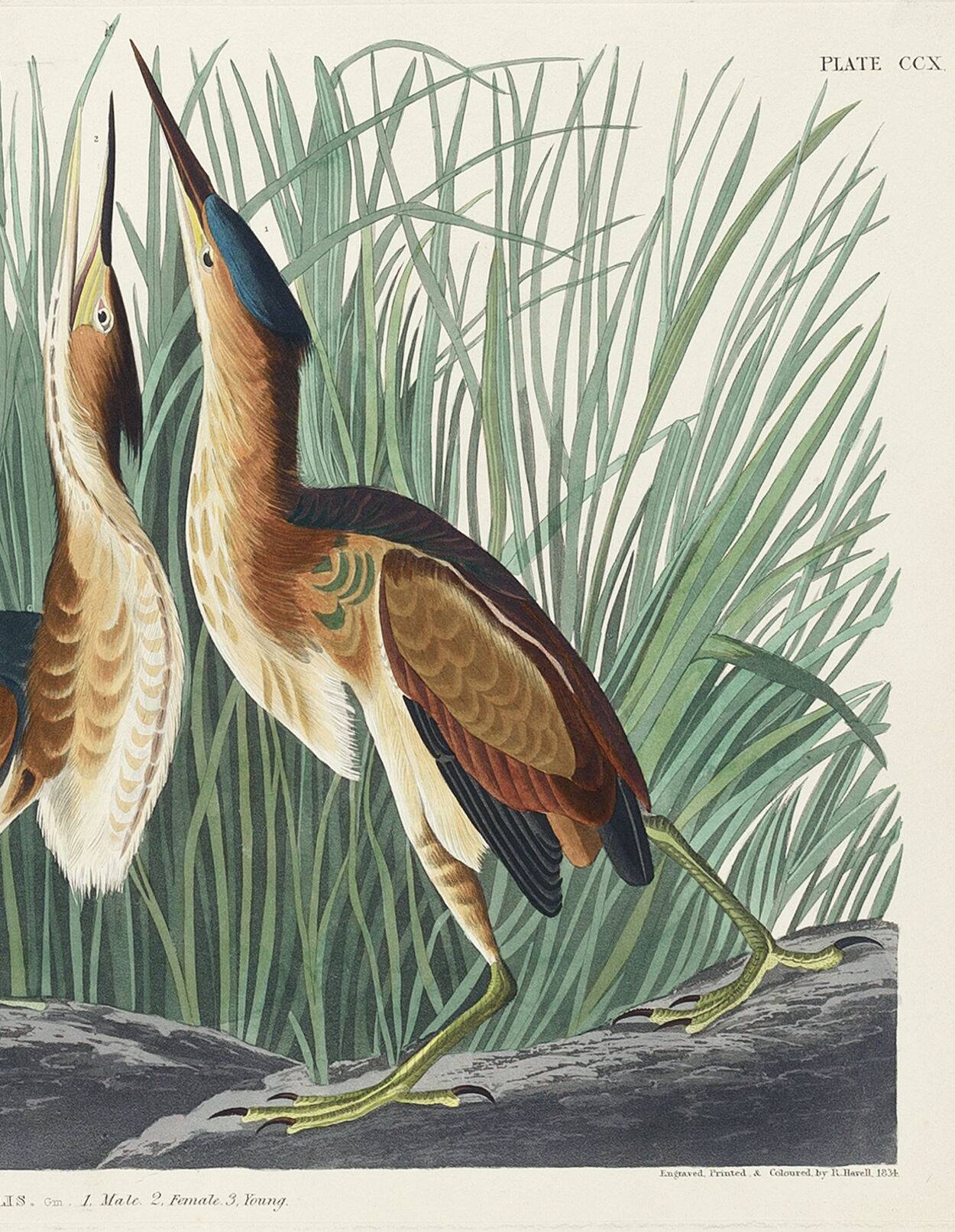 Poster about the Little Bittern, based on an old engraving from 1827.