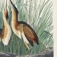 Poster about the Little Bittern, based on an old engraving from 1827.
