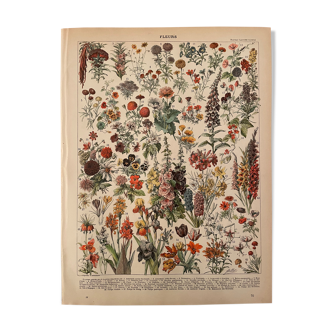 Lithographie gravure Fleurs de 1897