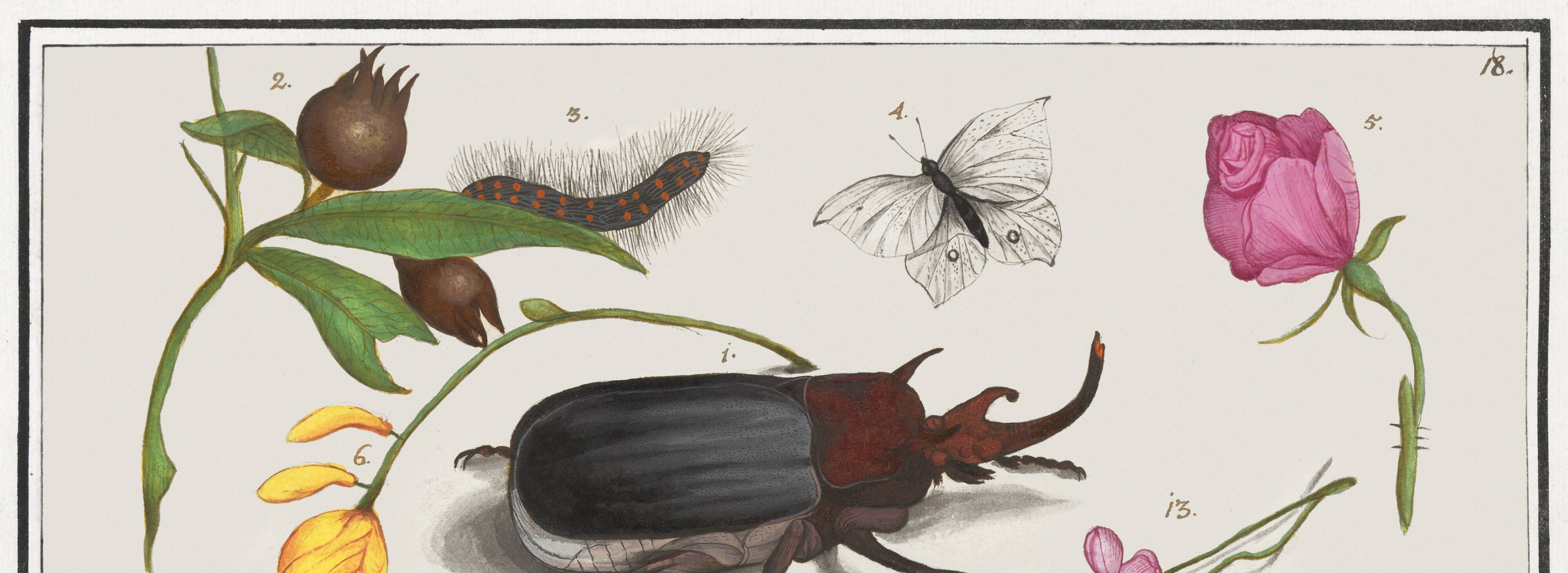 Small poster on insects and nature, based on an old engraving