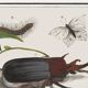 Small poster on insects and nature, based on an old engraving