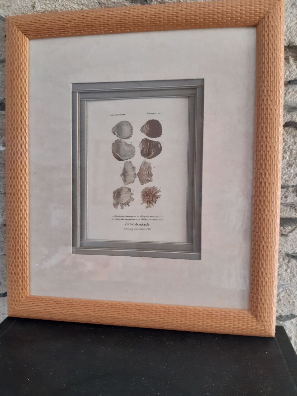 Framed antique engraving "shells"