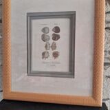 Antique framed engraving "shells"