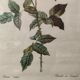 Illustration botanique rosier du Bengale 39 x 30 cm