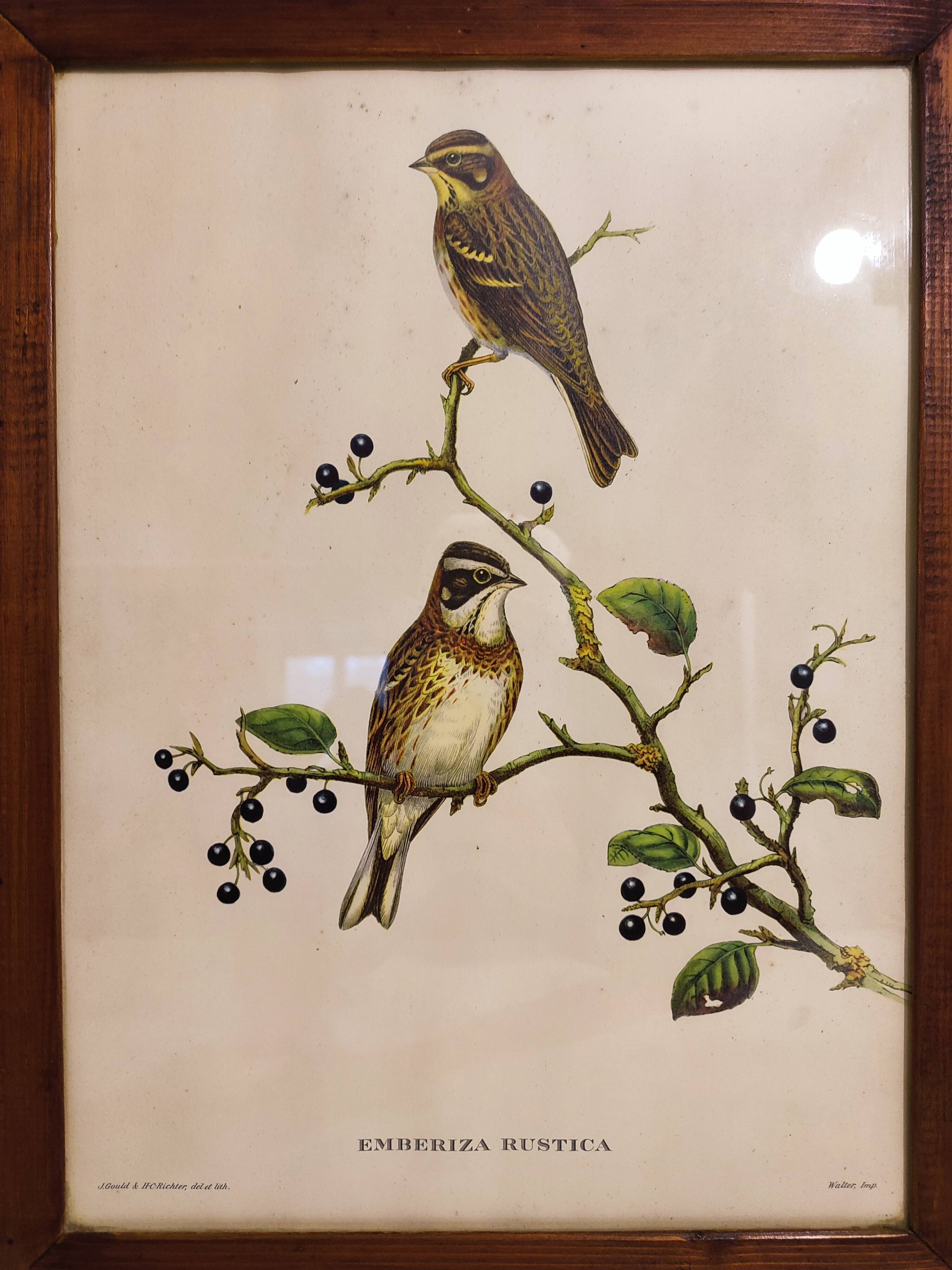 Gould lithograph enhanced hand birds