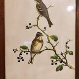 Gould lithograph enhanced hand birds