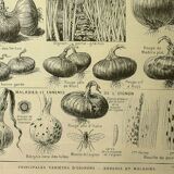 Botanical plate 1921 M. Dessertenne - Vegetable onions - Old image