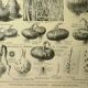 Botanical plate 1921 M. Dessertenne - Vegetable onions - Old image