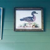 Ancient framed duck