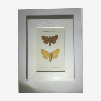 Gravure botanique ancienne papillon encadré 1900 G Denise