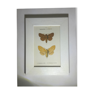 Gravure botanique ancienne papillon encadré 1900 G Denise