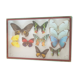 Box of naturalized butterflies