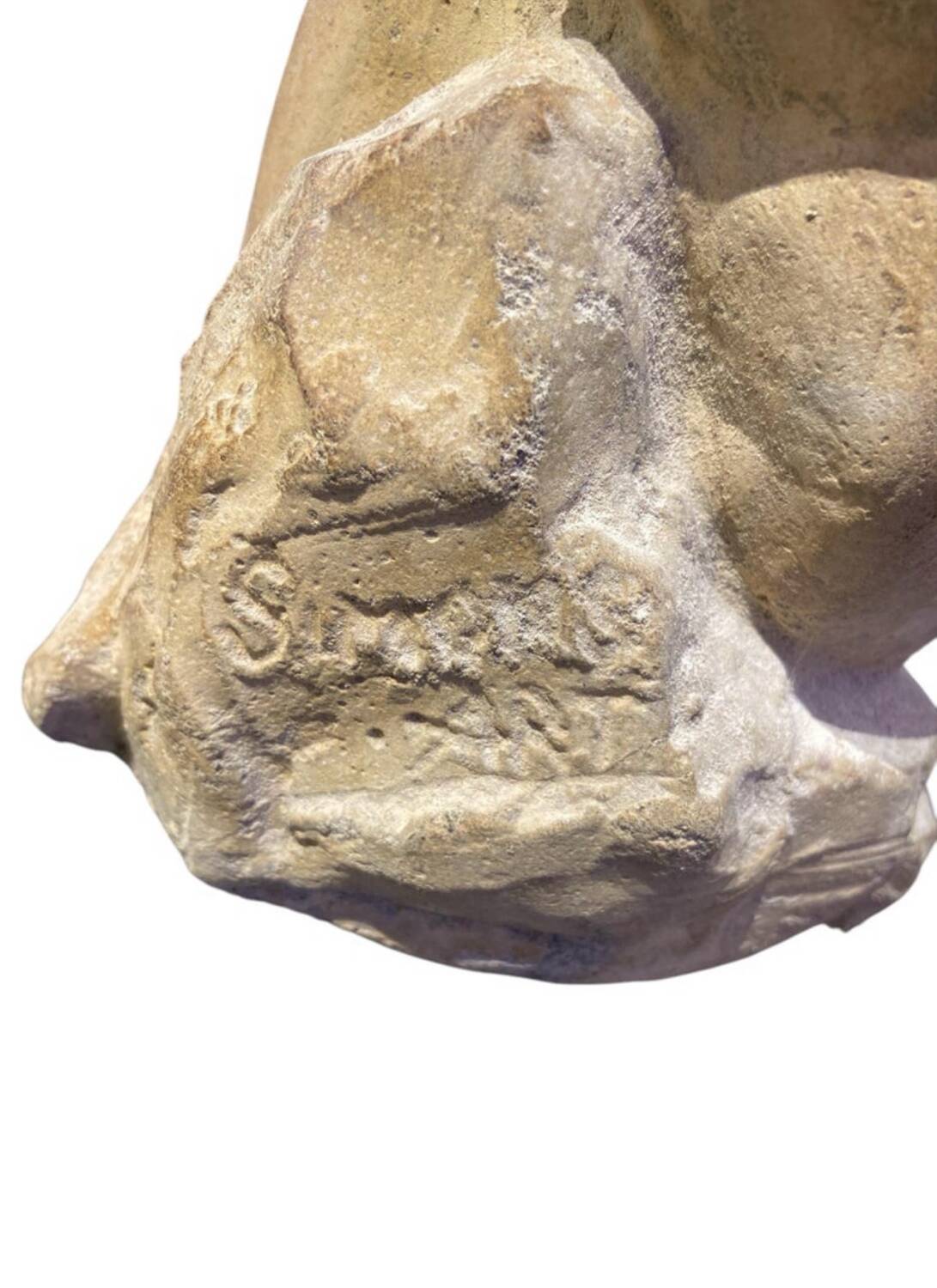 Roman torso in stone anatomical model ecorche