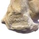 Roman torso in stone anatomical model ecorche