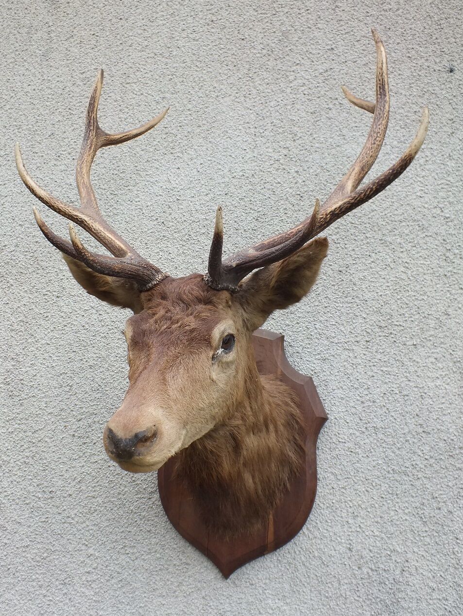Naturalized deer head - hunting trophy