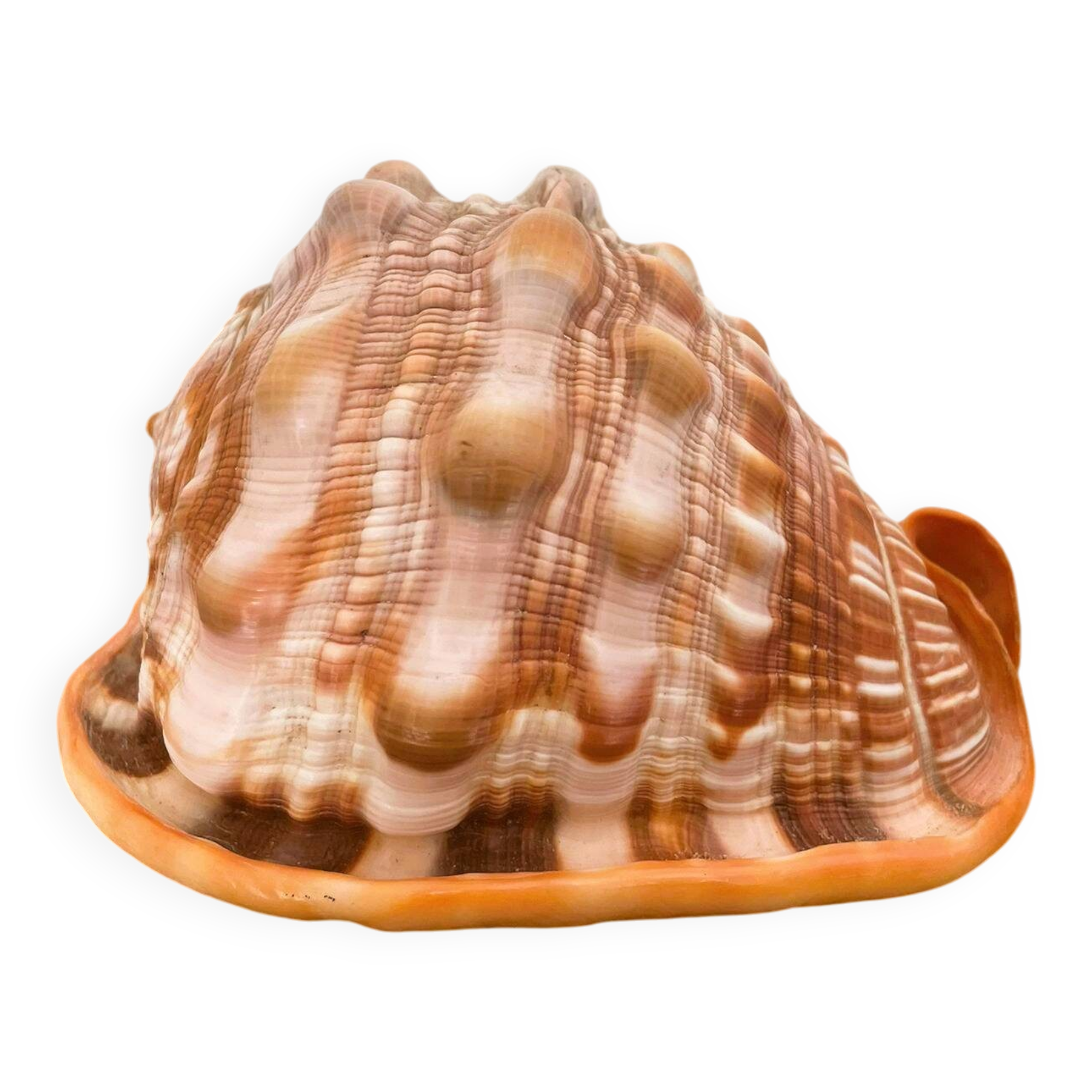 Large seashell: Cypraecassis rufa