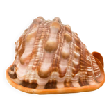 Large seashell: Cypraecassis rufa
