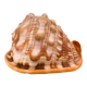 Large seashell: Cypraecassis rufa