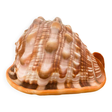 Large seashell: Cypraecassis rufa