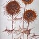 Flat thistles of sarreguemines