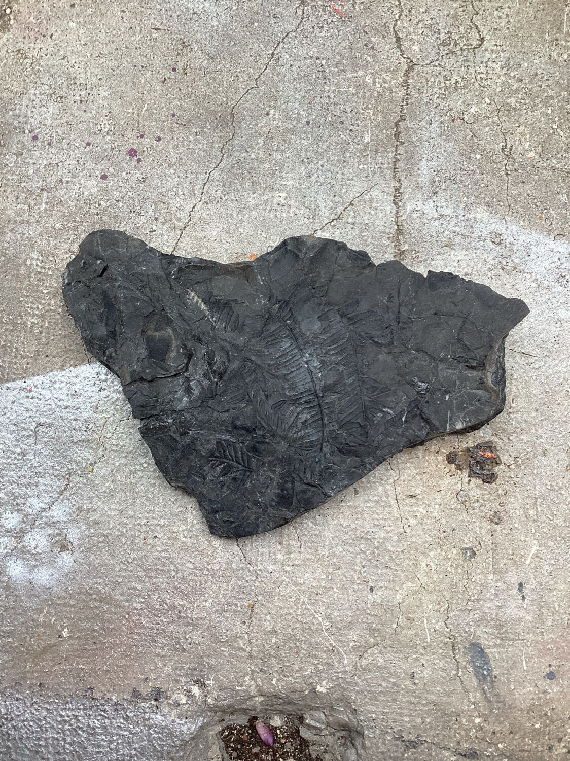 Plant fossilized plate