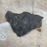 Plaque fossilisée végétaux