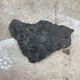 Plant fossilized plate
