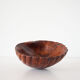 Empty cup shell pocket in elm magnifying glass