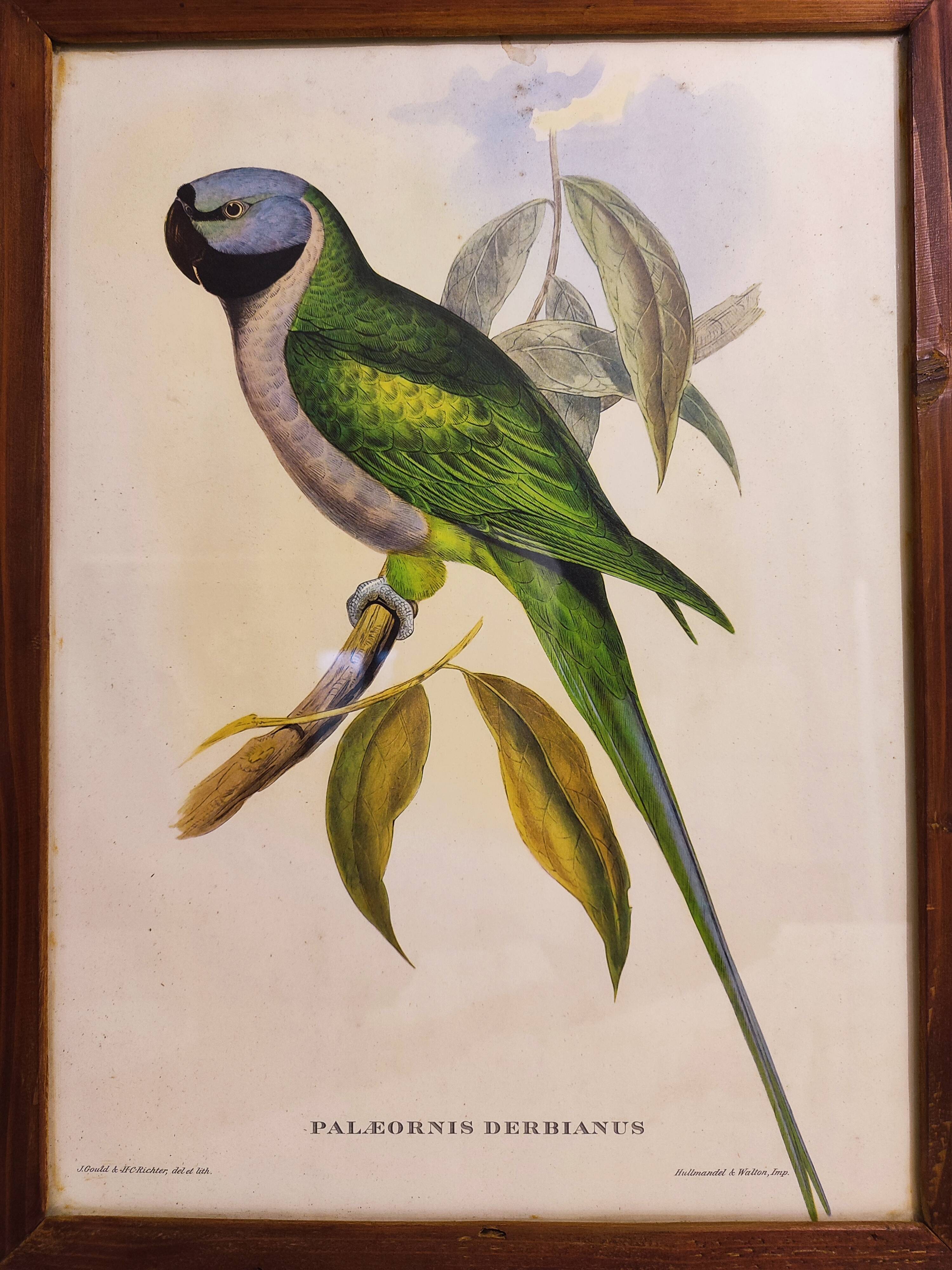 Gould lithograph enhanced Main Palaeornis Derbianus