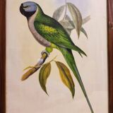 Gould lithograph enhanced Main Palaeornis Derbianus