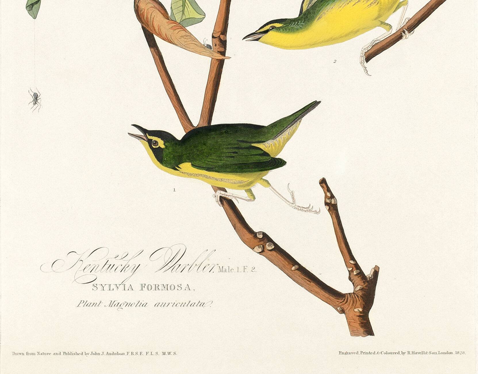 Poster about the Kentucky Warbler, based on an old engraving from 1827.