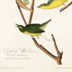 Poster about the Kentucky Warbler, based on an old engraving from 1827.