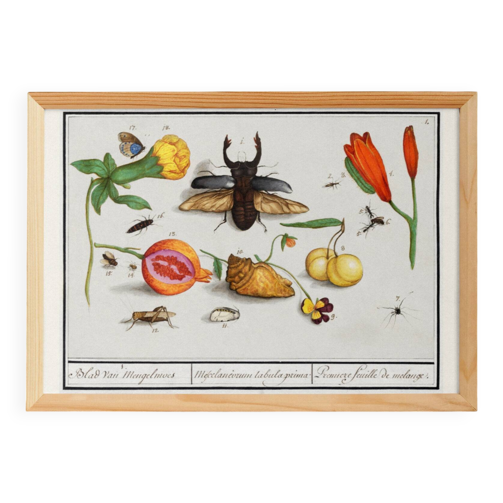 Small poster on "insects and flowers", after an old engraving by