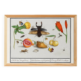 Small poster on "insects and flowers", after an old engraving by